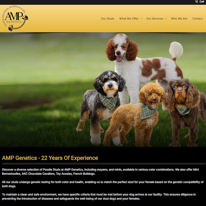 A diverse selection of Poodle Studs at AMP Genetics, including moyens, and minis.